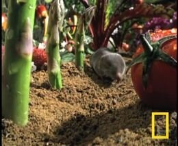 Змея против землеройки