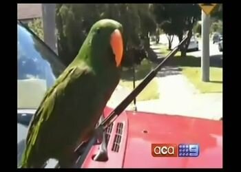 Попугай на автомобильном дворнике
