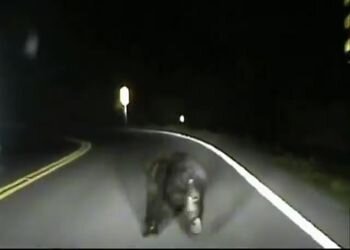 Полицейские подтолкнули медвежонка