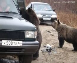 Водители кормят медведей с рук