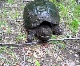 Агрессивная черепаха