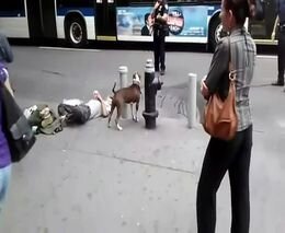 Полицейский застрелил собаку