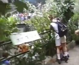 Маленький мальчик упал в вольер к гориллам