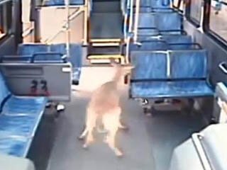 Автобус сбил оленя