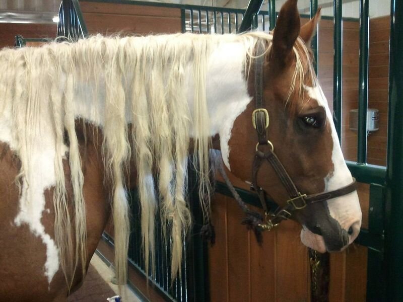 Плетущиеся лошадка. Лошадь с подстриженной гривой. Ласка плетет косички лошадям. Стрижка гривы у лошади. Ласка плетет гриву лошадям.