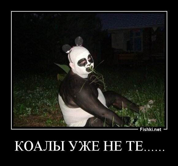 Коалы уже не те......