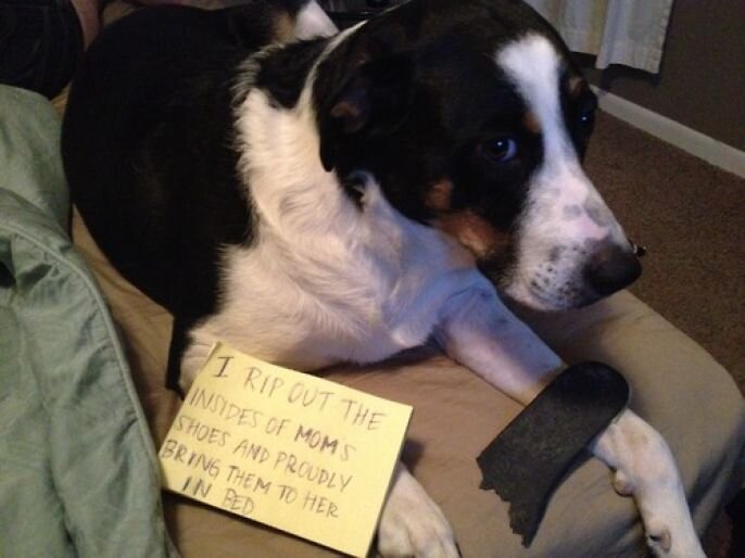 Dog shaming Is The New Hilarious Internet Sensation 