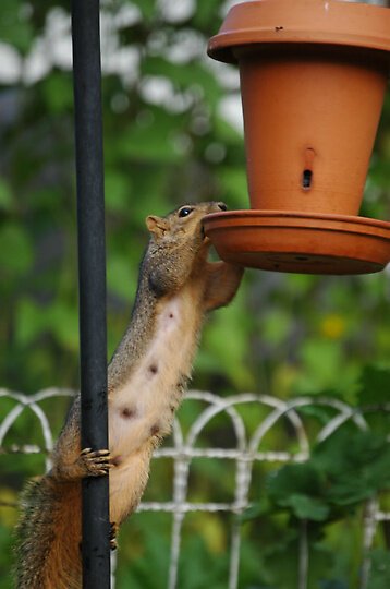 Snatched! Animals Destroying Gardens! Sneaky Squirrels 