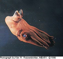 Vampyroteuthis infernalis: Vampire Squid