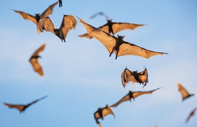 Bats Madness, 8 million Bats in Pictures