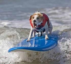 Dogs Love Extreme Water Sports Too!