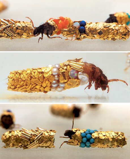 Fancy Insects, Watch These Bugs Dress Themselves in Jewelry 