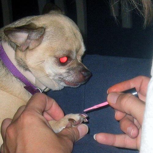 Manicure Your Dog! It's Fun!