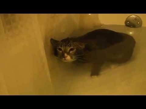 Cat Meows Underwater