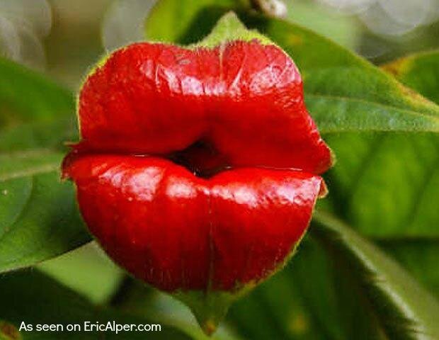 Flower That Wants to Kiss You