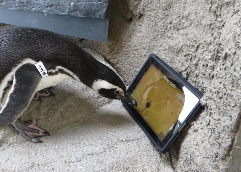 Penguins Play Games on an Ipad