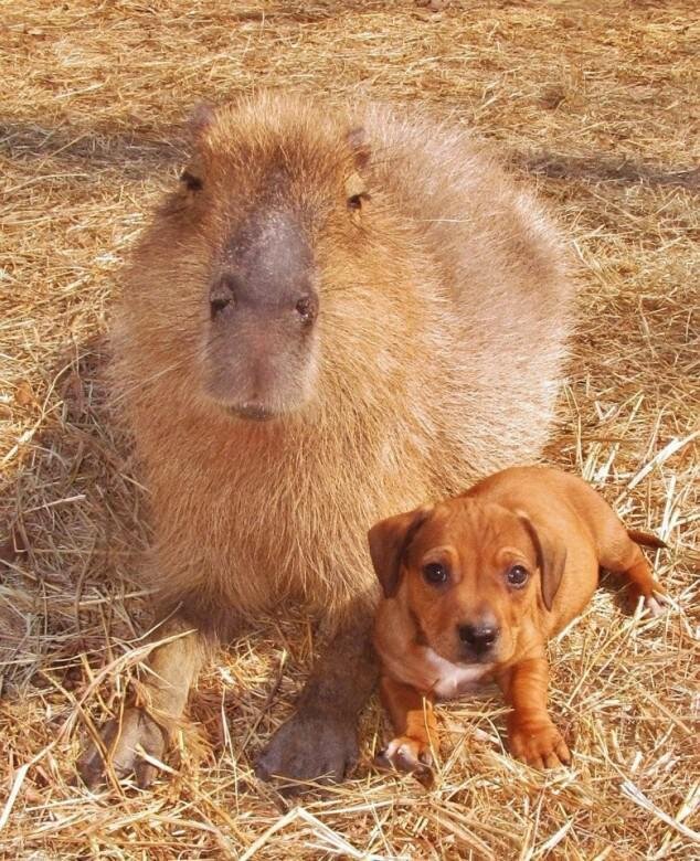 Huge Rodent (Capybara) Adopts Orphaned Dachshund Puppies 