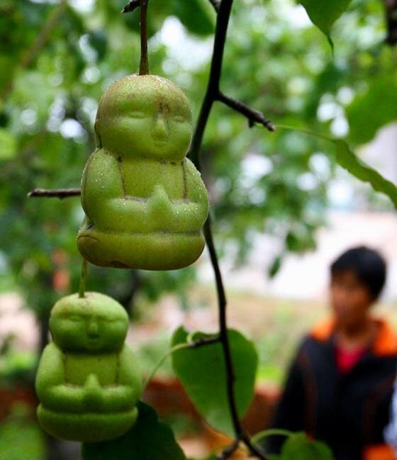 Chubby Buddha-Like Baby Shaped Pears in China