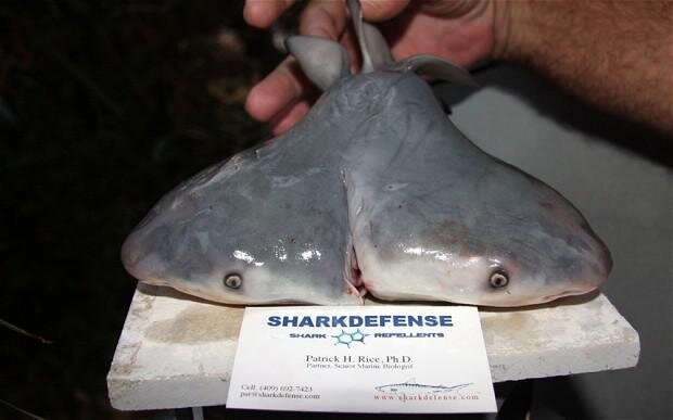 Not Enough Monsters? Check Out the Two-Headed Shark