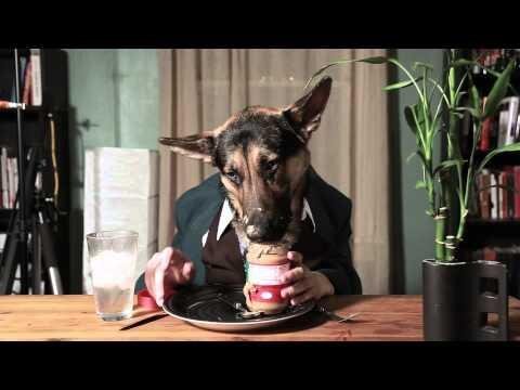 The Most Well Mannered German Shepherd Dog