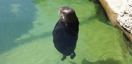 Silly Seal Spins Around, Adorable!