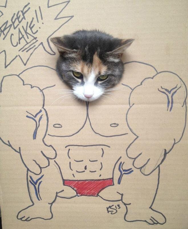 Silly Cardboard Cat Photos
