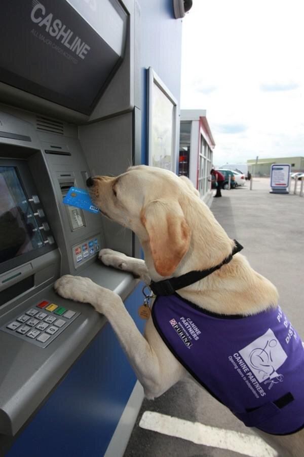 Amazing Capabilities of Service Dogs