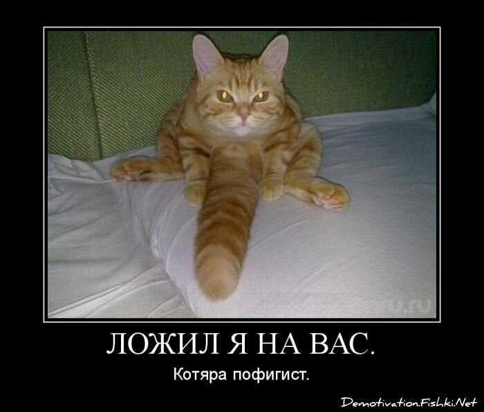 Демотиватор