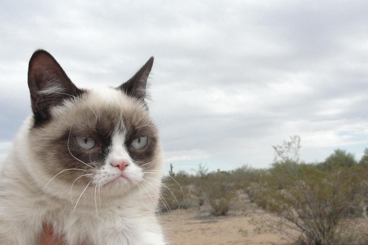 Grumpy Cat Gets Hollywood Movie Deal