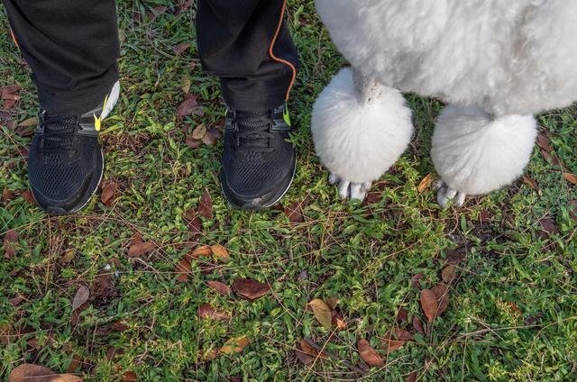 Feet and Paws, Adorable Photo Series of Dog's Paws Next to Owner's Feet