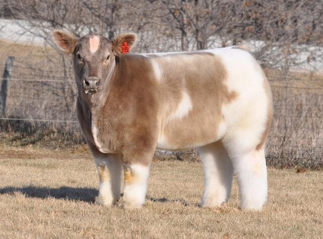 Fluffy Cows, Adorable Show Cows With Stylish Furry Coats