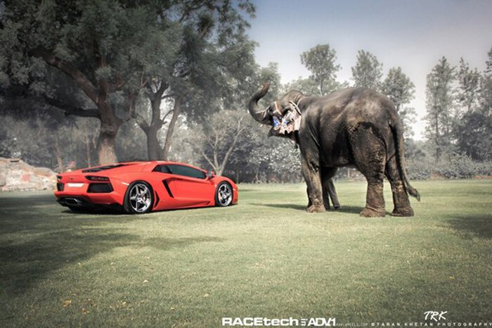 Aventador и слон позируют для фотосессии