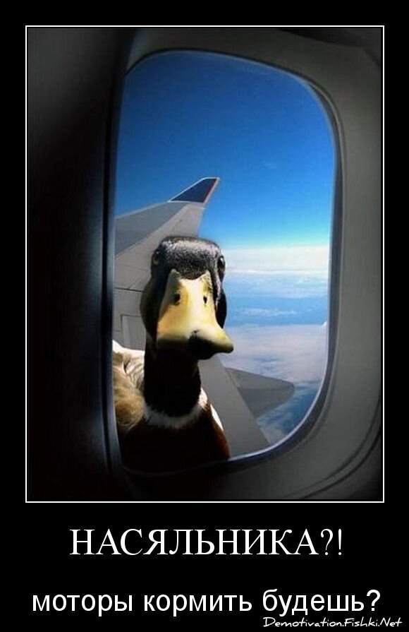 НАСЯЛЬНИКА?!