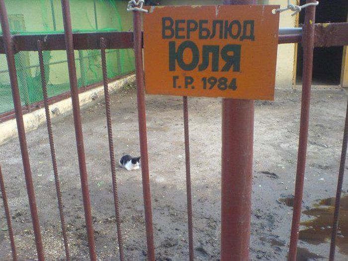 Свежий фотоприкол