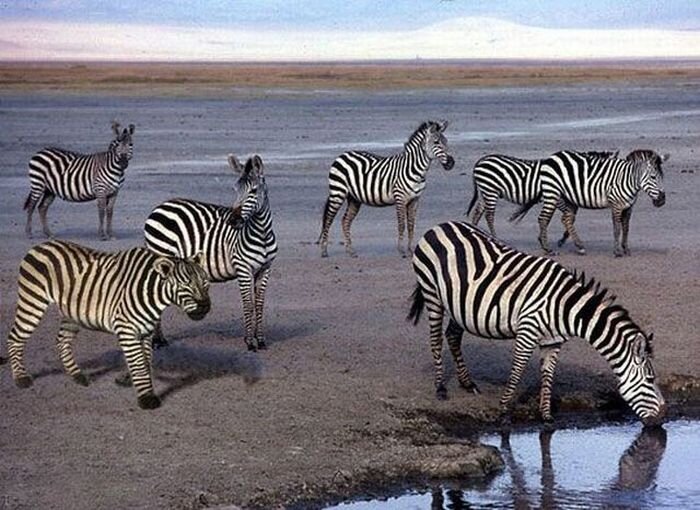 Фотоприкол бесплатно