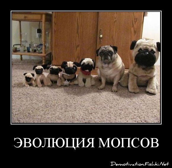 Эволюция мопсов