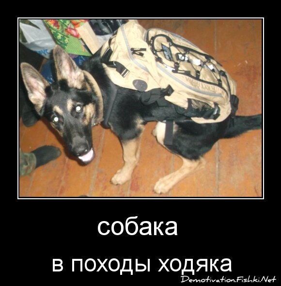 собака 