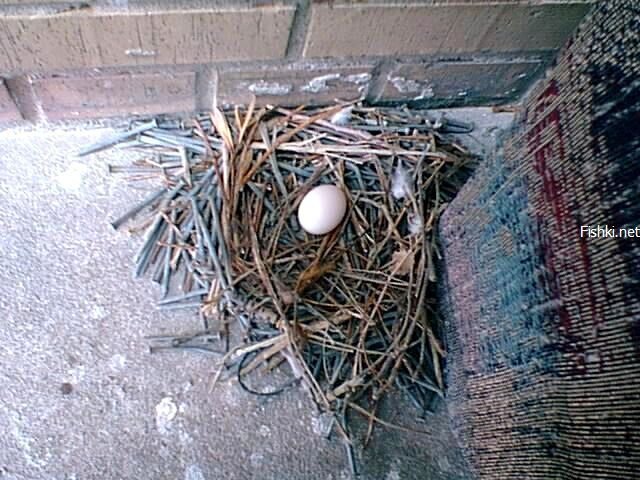 Гнездо из гвоздей (10 фото)