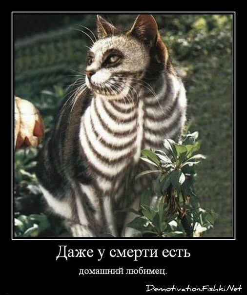 Смешной демотиватор от zubrilov за 27.08.2012 №126241