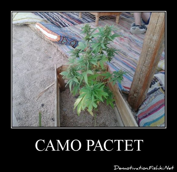 само растет