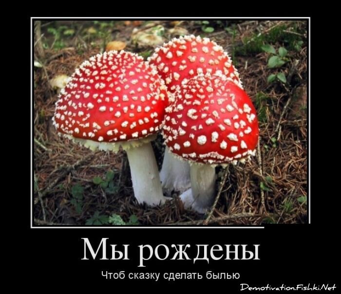 Смешной демотиватор от zubrilov за 29.08.2012 №126650