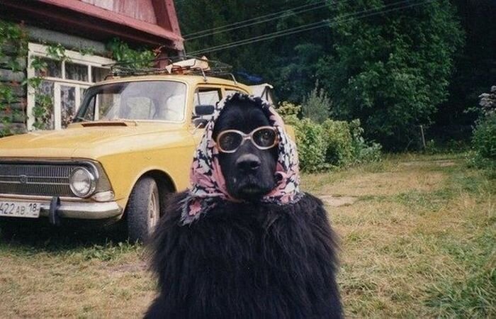 Бесплатный фотоприкол