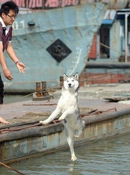 Фотоприкол онлайн