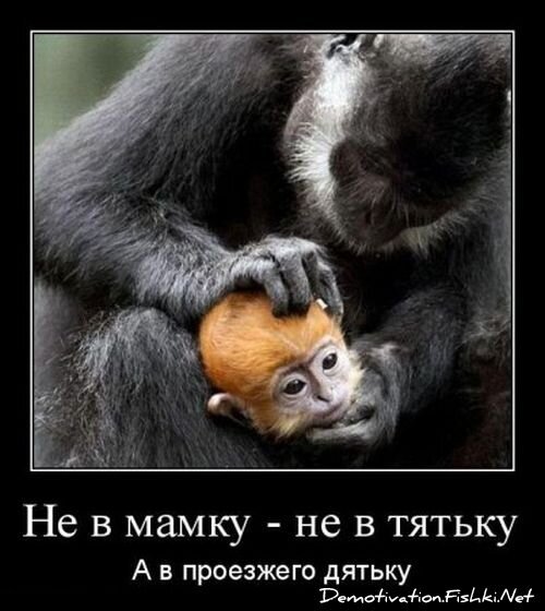 Смешной демотиватор от zubrilov за 03.09.2012 №127278