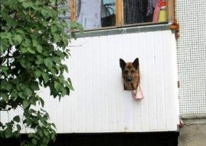 Прикол