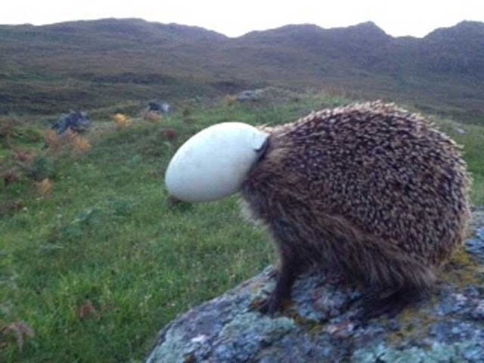 Мясо ежика. Яйца ежика. Альбинос ежик лесной. Еж ест. Ёжики из фарша с днем рождения.