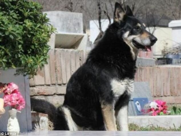 Пёс не покидает могилу своего хозяина в течение 6 лет (4 фото)