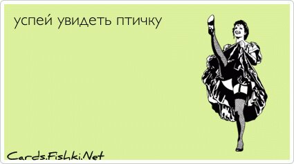 успей увидеть птичку