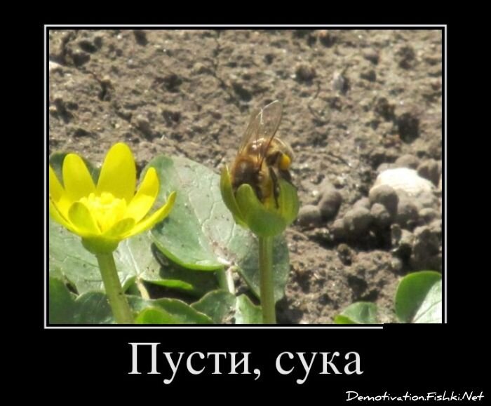 Смешной демотиватор от zubrilov за 05.10.2012 №131366