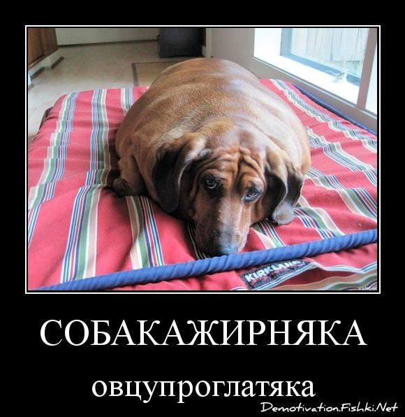 СОБАКАЖИРНЯКА